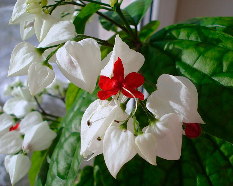 Клеродендрум - уход за домашним цветком | Подробное описание растения