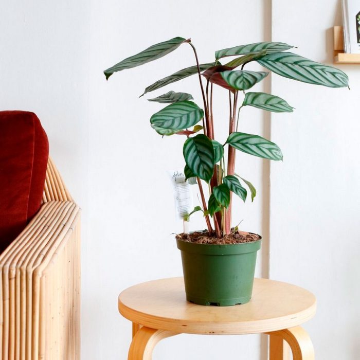Ктенанта: уход в домашних условиях за капризным растением