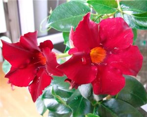 Мандевилла цветок как ухаживать в домашних условиях фото пошагово