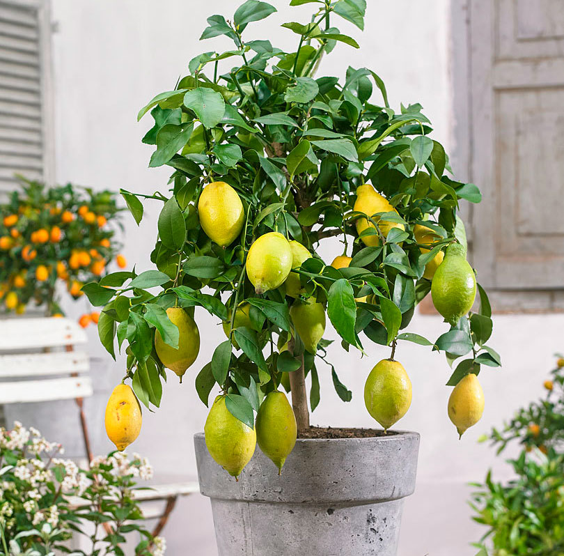 Как привить лимон в разщеп | Pavlovolimon