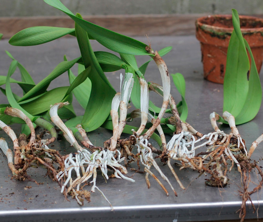 Секреты орхидей: уход за диковинками
