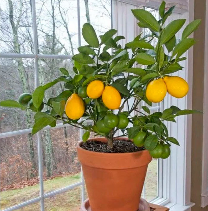 Комнатный лимон — правила выращивания