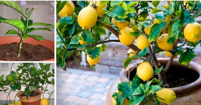 Как выращивать комнатный лимон в домашних условиях?