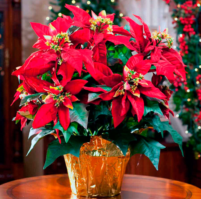 Цветок «рождественская звезда»: уход за пуансеттией в домашних условиях, фото, размножение