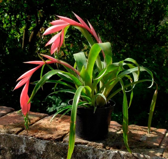 Bilbergia