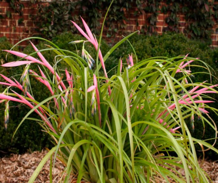 Bilbergia