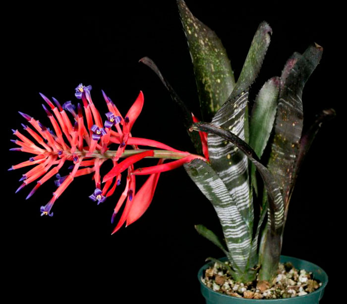 Bilbergia