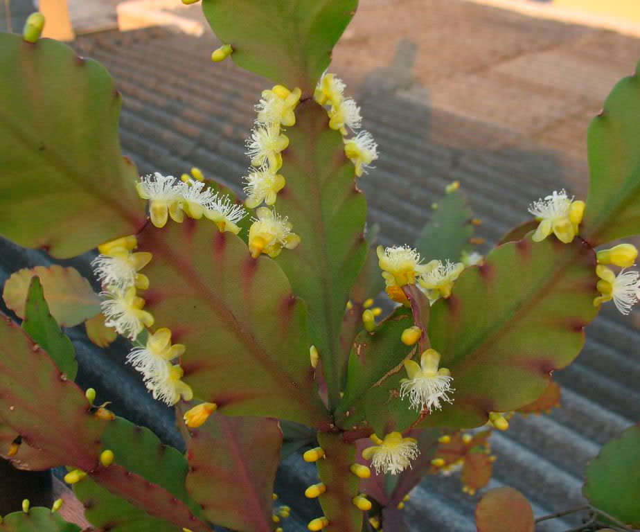 Рипсалис Рамулоза Суккулент, тропический ампельный цветок