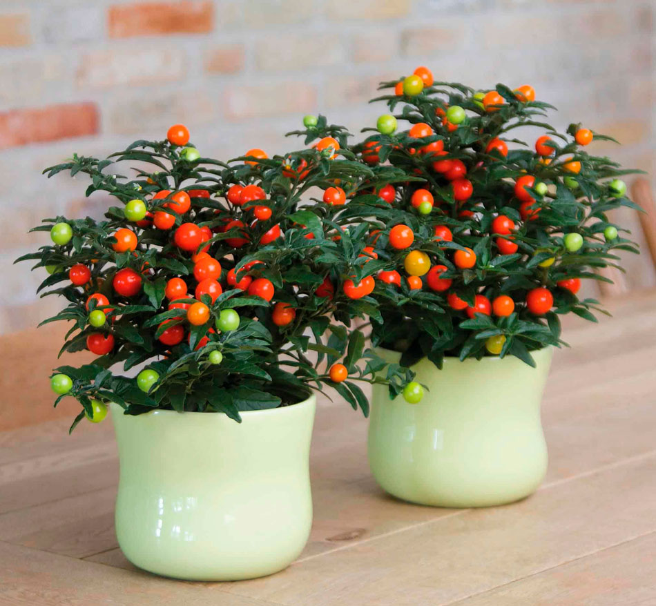 Паслен (Solanum) – уход в домашних условиях