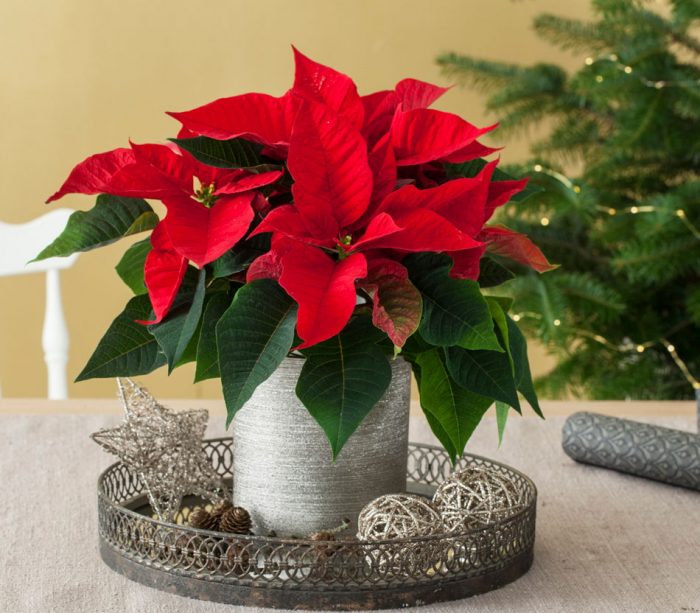 Пуансеттия (Рождественская звезда) — уход в домашних условиях