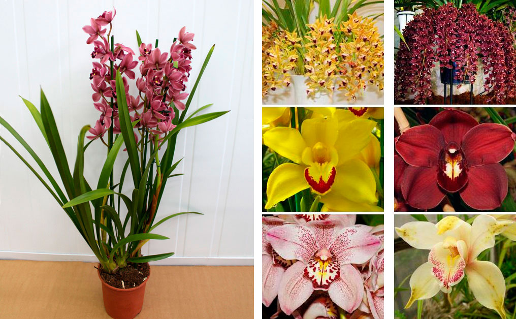 Орхидея Камбрия: уход в домашних условиях + фото