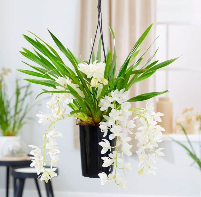 Уход за орхидеей цимбидиум в домашних условиях