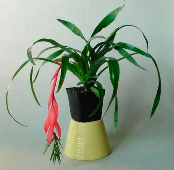 Bilbergia