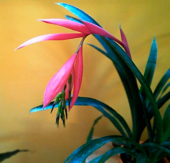 Bilbergia