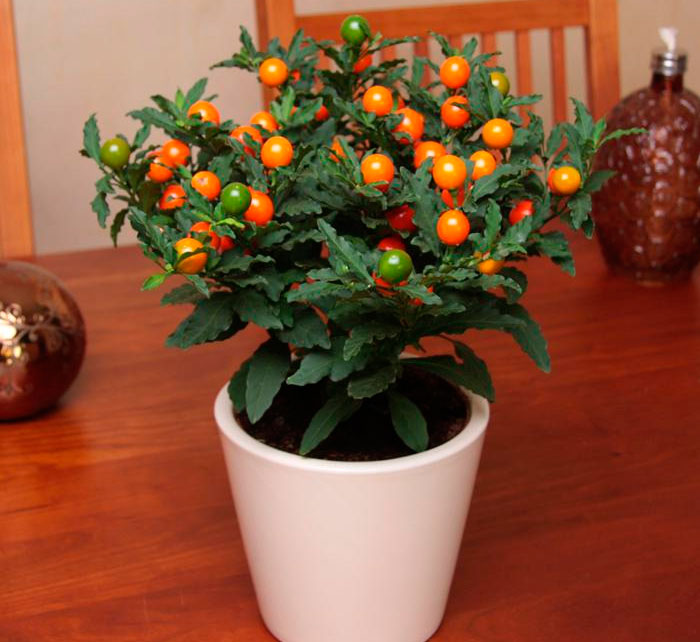 Паслен (Solanum): уход, фото, виды