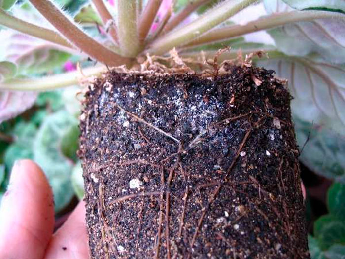 Root worm
