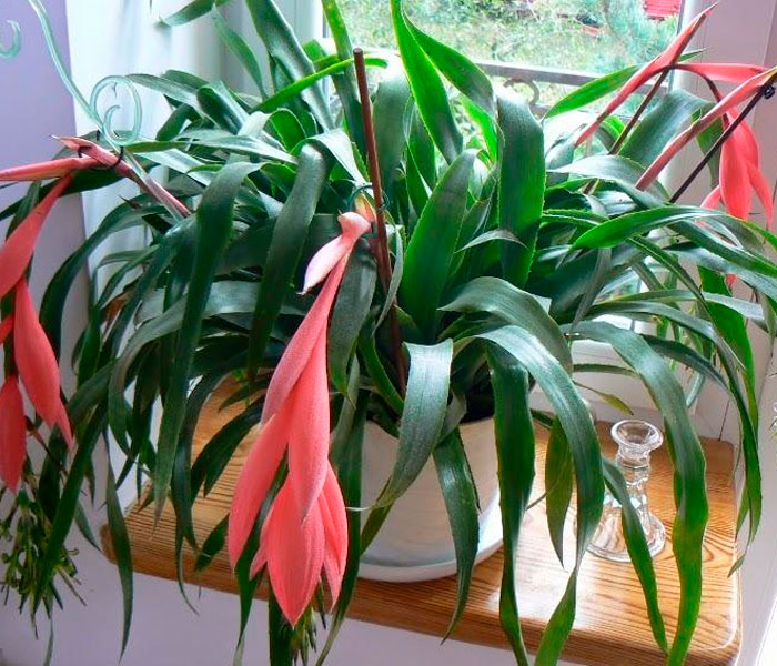 Бильбергия (Billbergia) – уход в домашних условиях