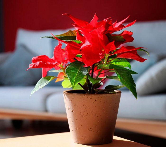 Пуансеттия (Рождественская звезда) — уход в домашних условиях