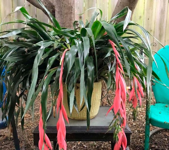 Bilbergia