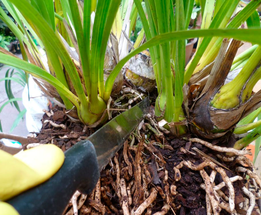 Орхидея «Цимбидиум»: уход в домашних условиях, пересадка, выбор грунта + фото