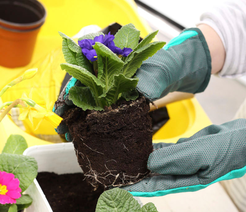 Можно ли выращивать примулу как комнатное растение?