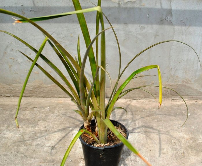 Bilbergia