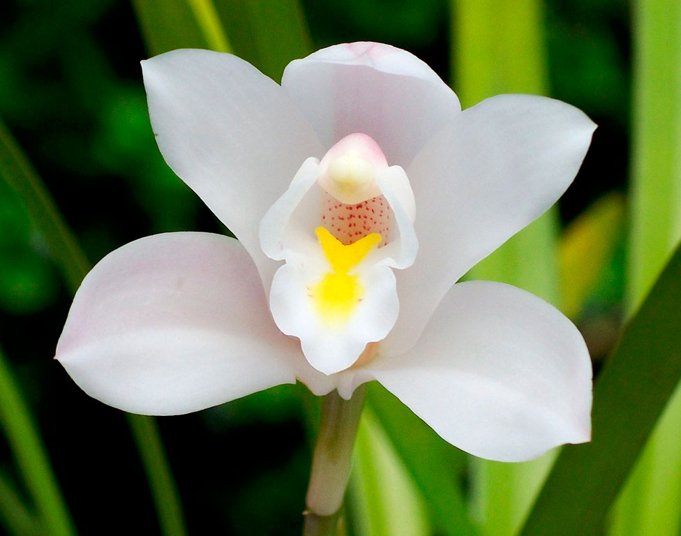 Орхидея белая цимбидиум фото