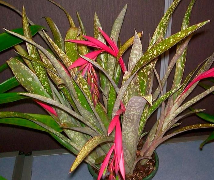 Bilbergia