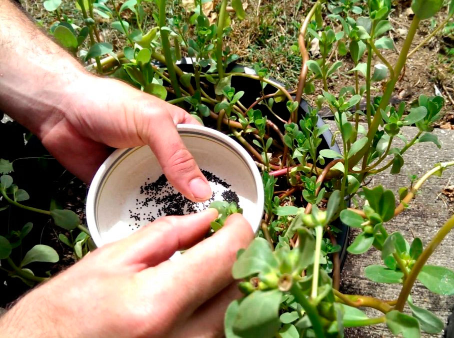Портулак: выращивание из семян, посадка и уход в открытом грунте