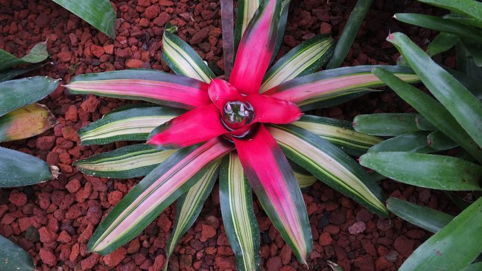 Neoregelia carolinae