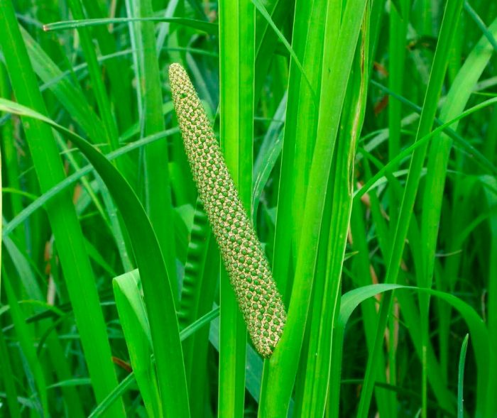 Calamus