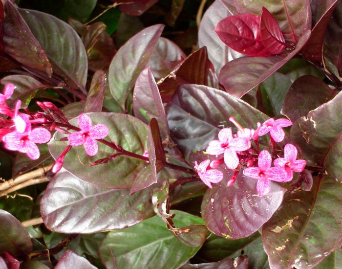 Псевдоэрантемум Багряный или псевдоэрантемум Каррутерса (Pseuderanthemum carruthersii)