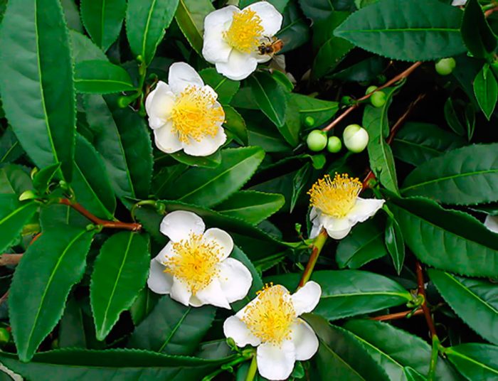 Camellia