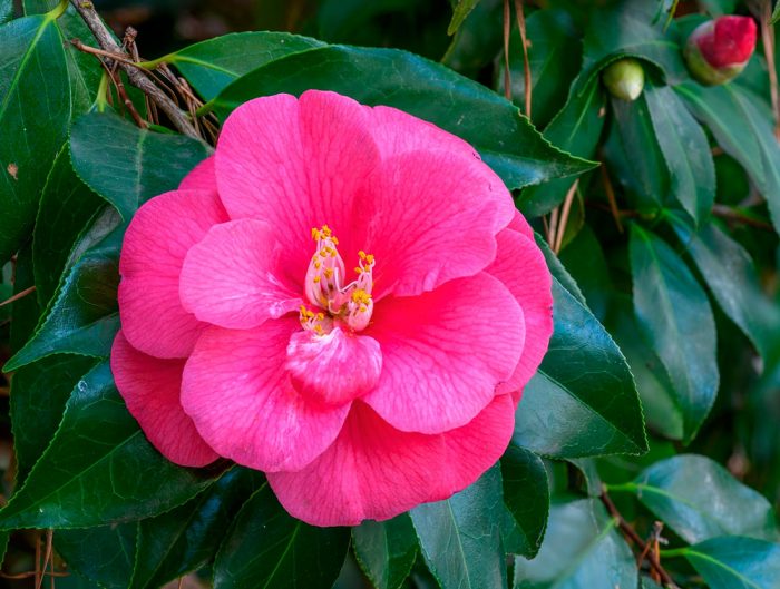 Camellia