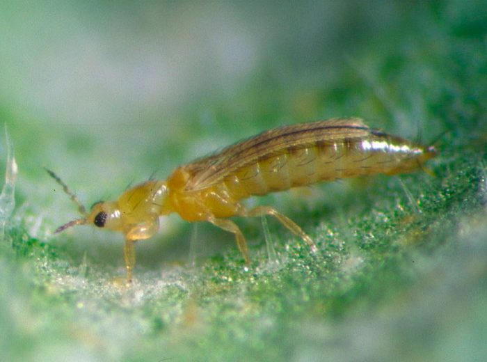 Thrips