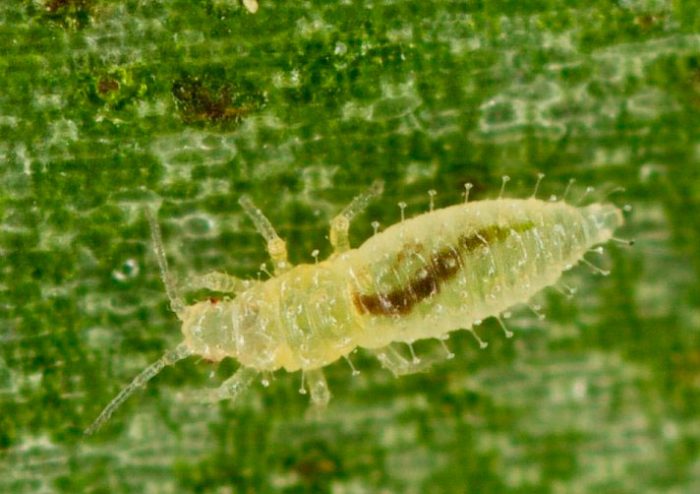 Thrips