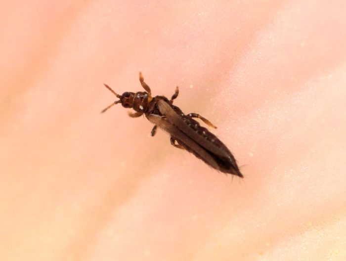 Thrips