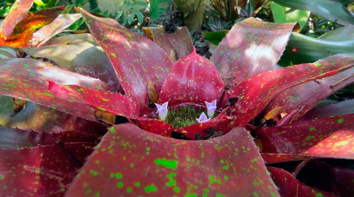 Неорегелия мраморная (Neoregelia marmorata) 