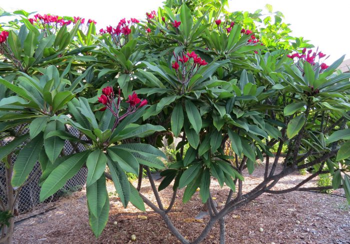 Плюмерия красная (Plumeria rubra)