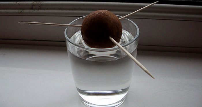 How to Grow Avocados in Pots