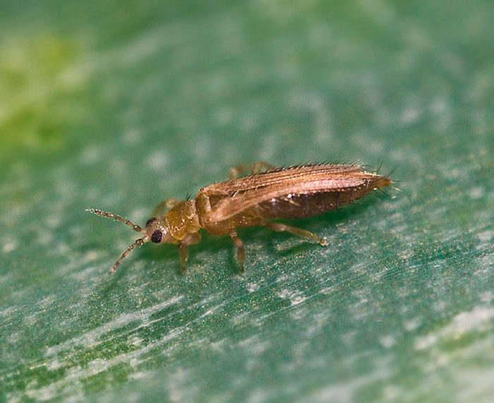 Thrips