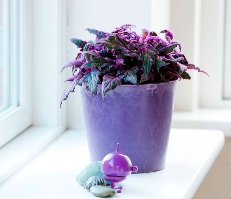 Комнатные растения с фиолетовыми цветами — топ коллекция