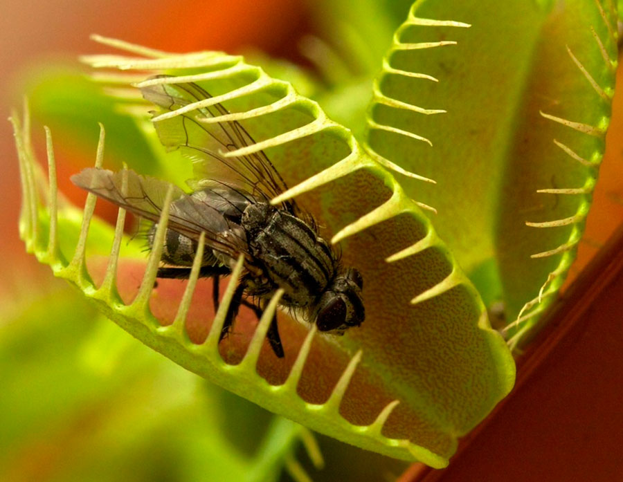 Цветок венерина мухоловка — чем кормить в домашних условиях
