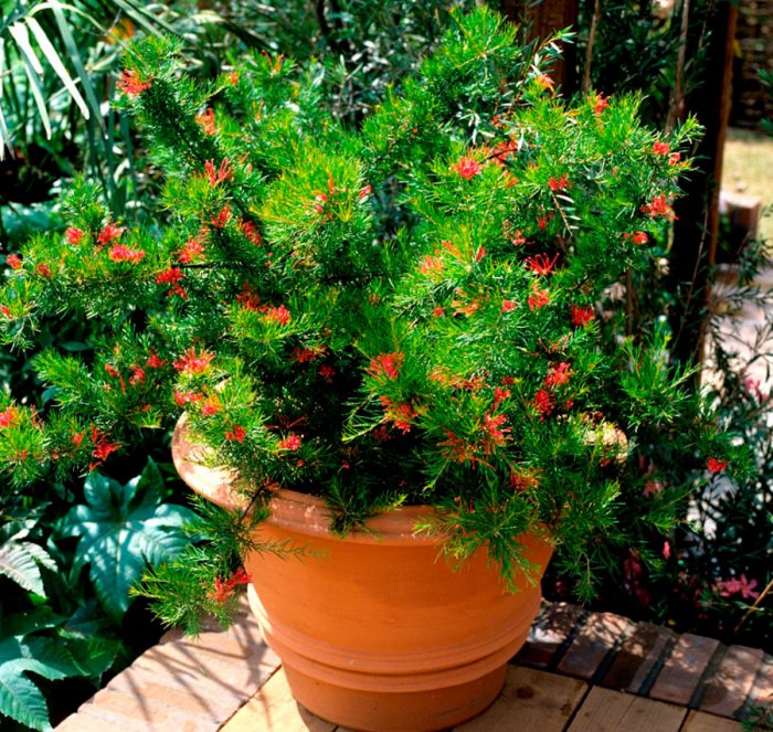 Гревиллея — вечнозеленый цветущий тропический кустарник