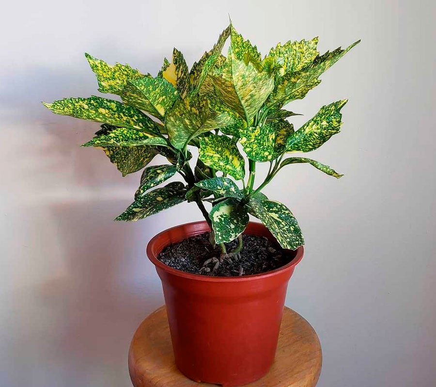 Аукуба: уход в домашних условиях и размножение комнатного растения