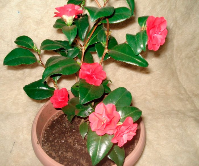 Camellia