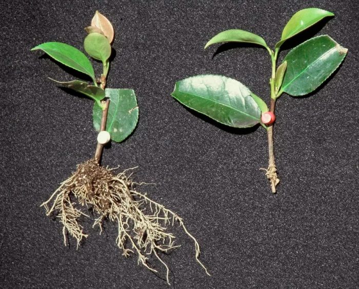 Camellia Care Replanting And Propagation