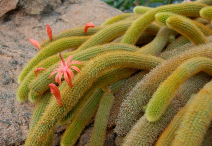 Клейстокактус Винтера (Cleistocactus winteri)