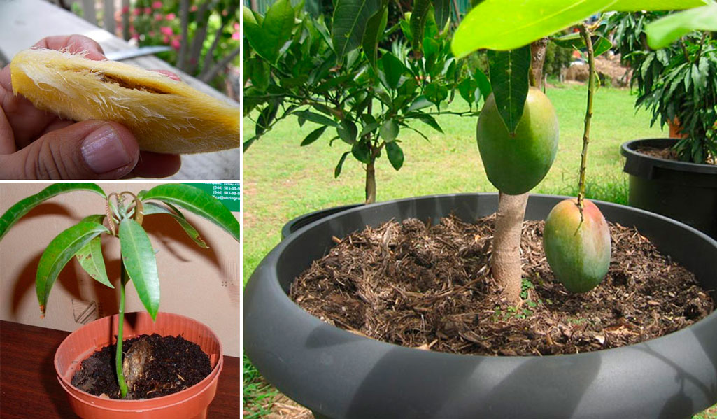 как посадить косточку манго видео