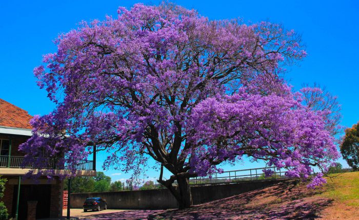 Жакаранда мимозолистная (Jacaranda mimosifolia)